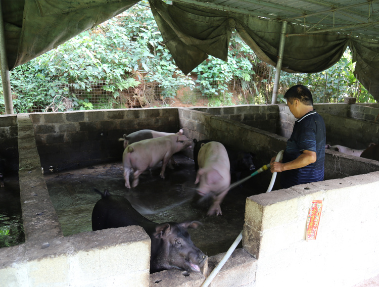 【B】玉林市興業縣脫貧戶梁枝榮：養豬甩開貧困帽 茶苗長成“搖錢樹”