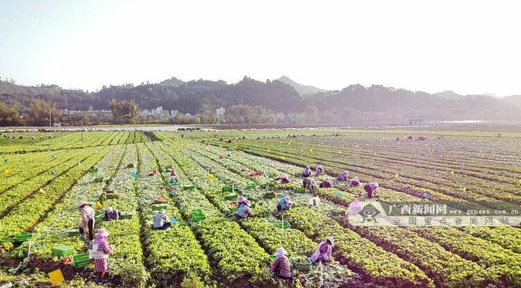 廣西巴馬：打造田園綜合體 激活鄉村産業發展新動能