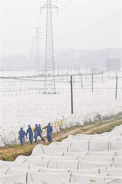 八桂人勤農事忙 一犁新雨破春耕