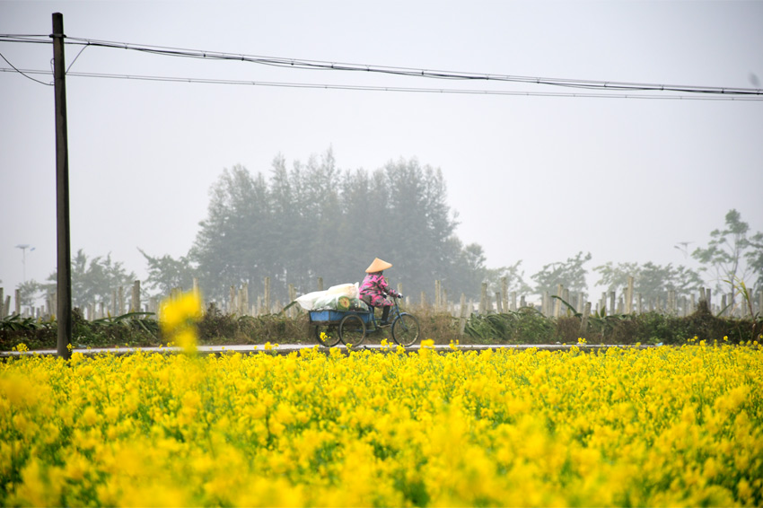 廣西賓陽縣古辣鎮千畝油菜花盛放