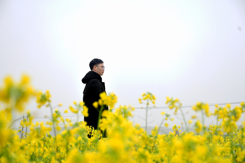 廣西賓陽縣古辣鎮千畝油菜花盛放