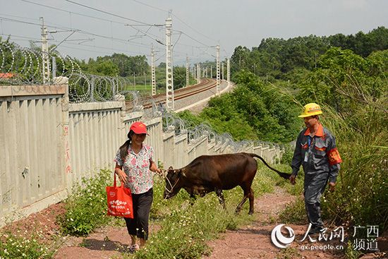 廣西興業：鐵路沿線群防群治的“標本”