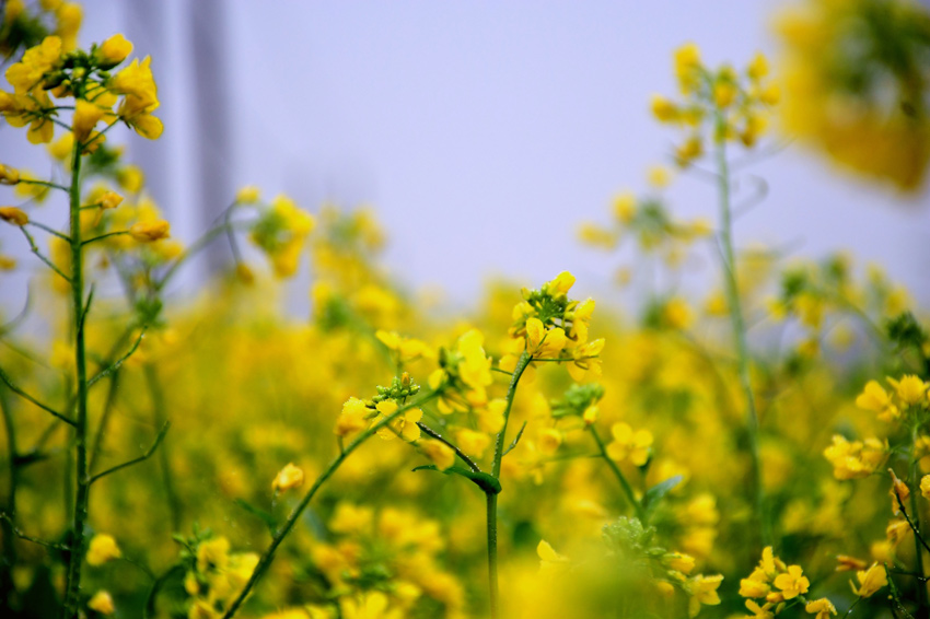 廣西賓陽縣古辣鎮千畝油菜花盛放