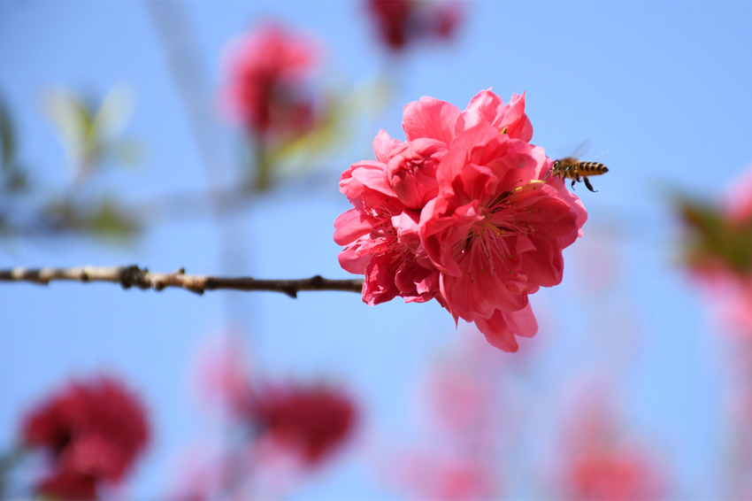 廣西賓陽：桃花艷艷引客來