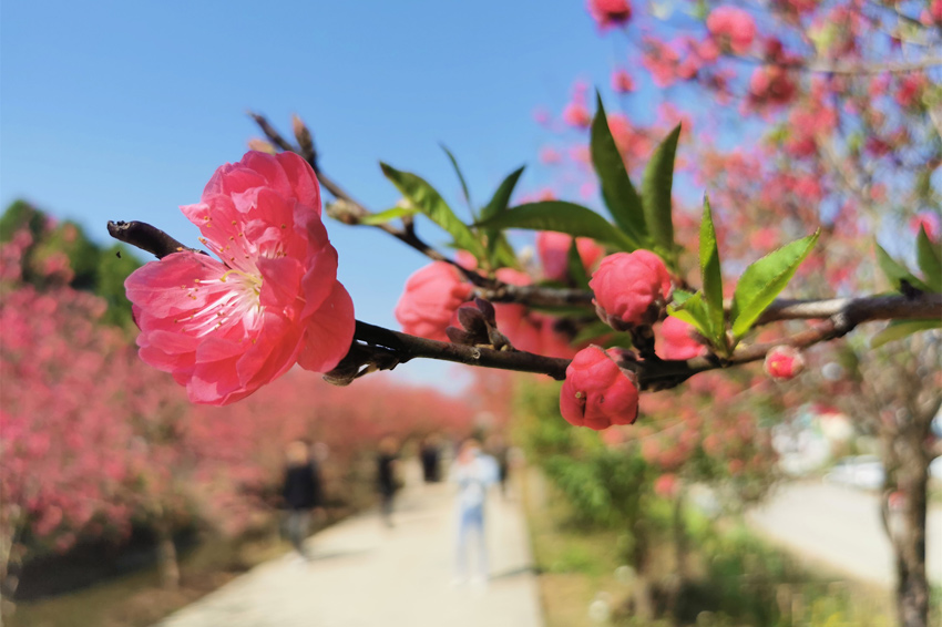 廣西賓陽：桃花艷艷引客來