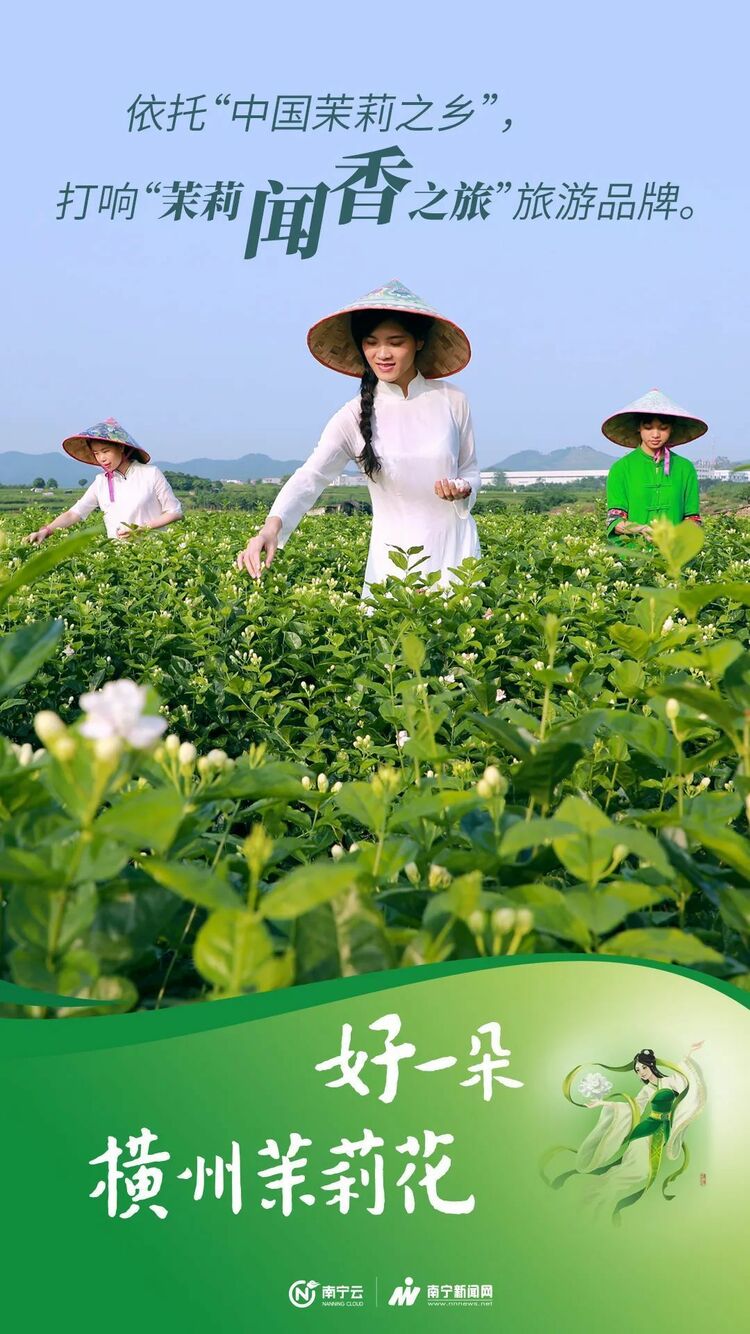 全球10朵茉莉花，6朵來自廣西橫州！橫州市打造“茉莉花+”特色産業推動産城鄉融合發展