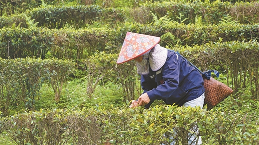 廣西橫州市：春茶開採茶園忙