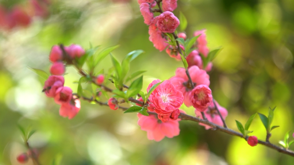 【B】【與春天撞個滿懷 打卡最美春景】廣西賀州：桃花灼灼 遊人覓春來_fororder_圖片55