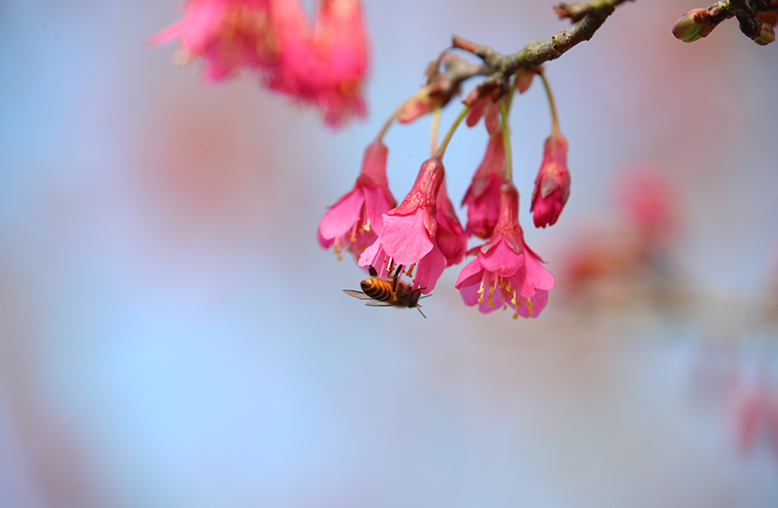 廣西：賞花踏春好愜意