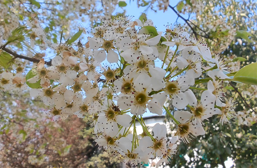 廣西：賞花踏春好愜意