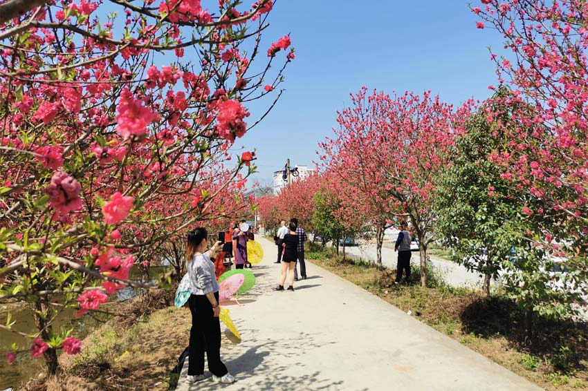 廣西賓陽：桃花艷艷引客來