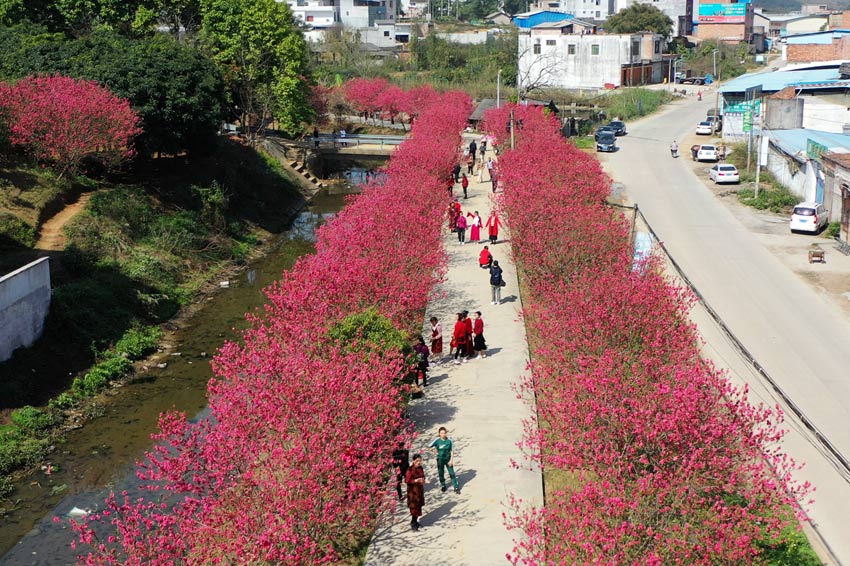 廣西賓陽：桃花艷艷引客來