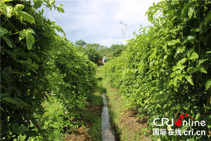 自治區定貧困村和自治區級貧困村是一個意思，已改成級【A】玉林市陸川縣：貧困夫婦“種養”出幸福生活（組圖）