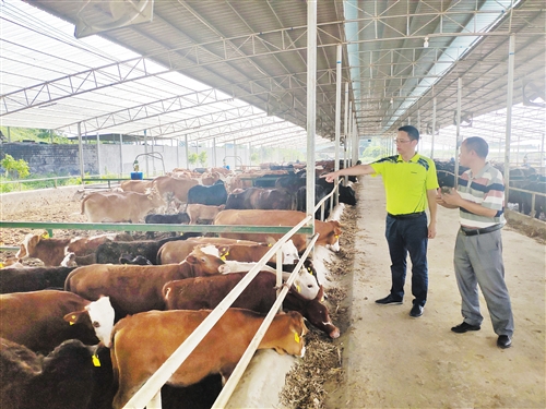 “大學生牛倌”打造産業扶貧新名片