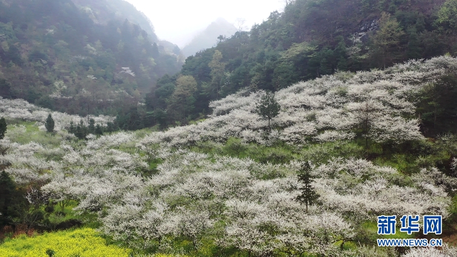 春天，與浪漫李花來一場約會