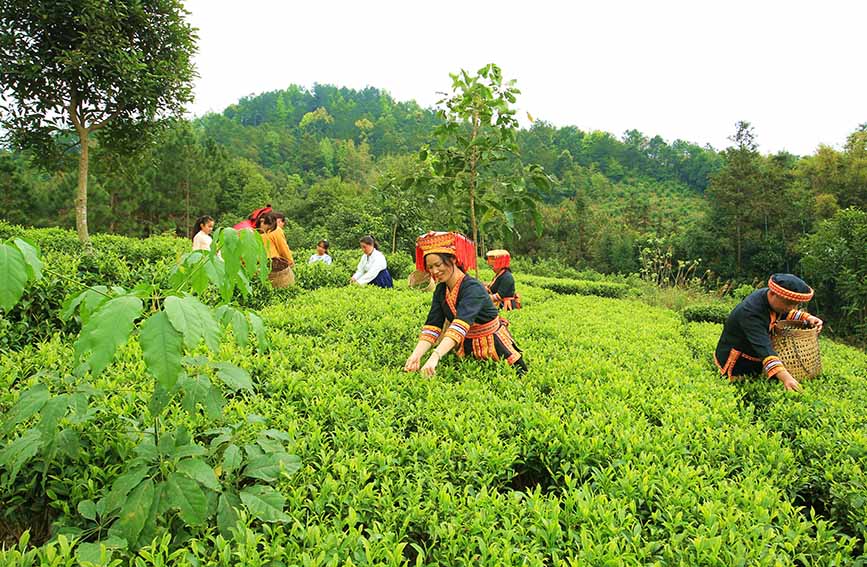 廣西：春分時節採茶忙