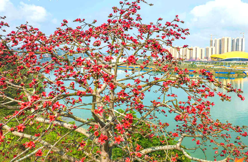 廣西百色：春來木棉紅 松鼠和鳥兒爭“吻”花蕊