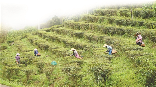 廣西橫州市：春茶開採茶園忙