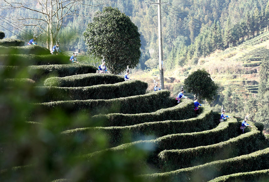 廣西三江：茶鄉茶園競採茶