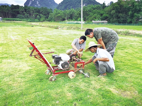 【點讚南寧人】種下萋萋芳草 造福貧困村民