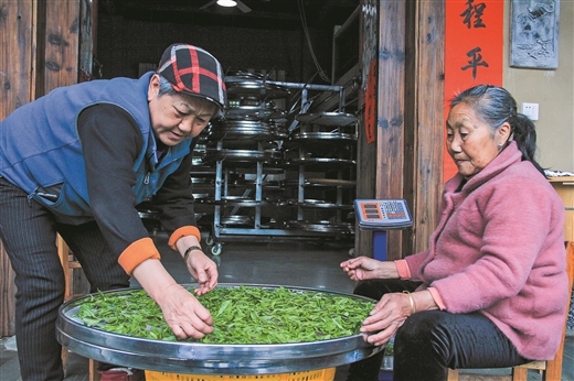 廣西：瑤鄉古樹茶 清明又飄香