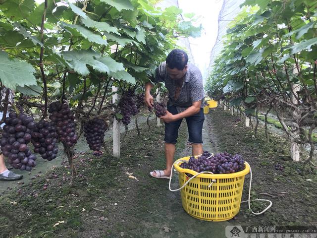 桂林興安縣溶江鎮葡萄上市了（組圖）