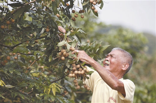 廣西容縣：龍眼“蜜”滿枝頭