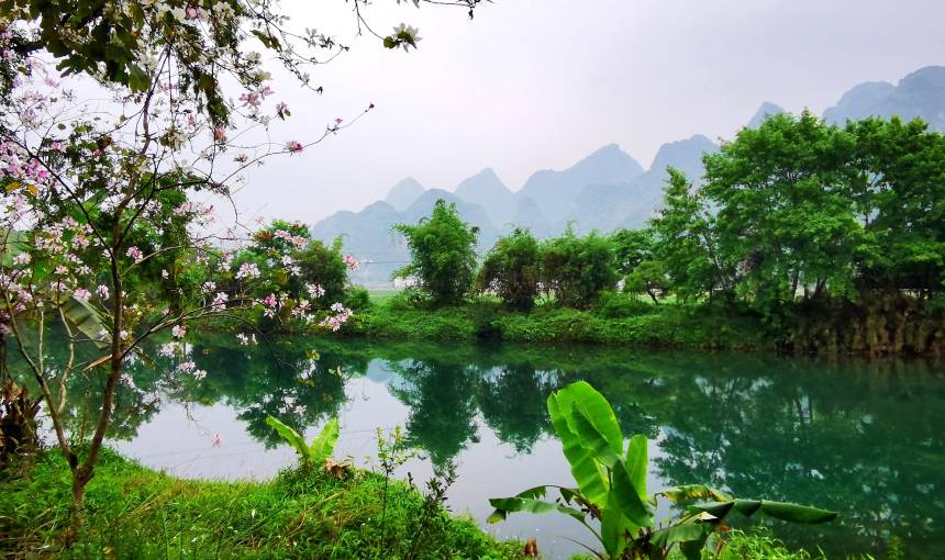 廣西巴馬：紫荊花開壽鄉美