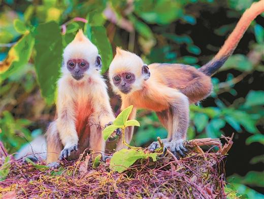 崇左打造我國首個靈長類動物生態廊道 白頭葉猴將擁有專用通道