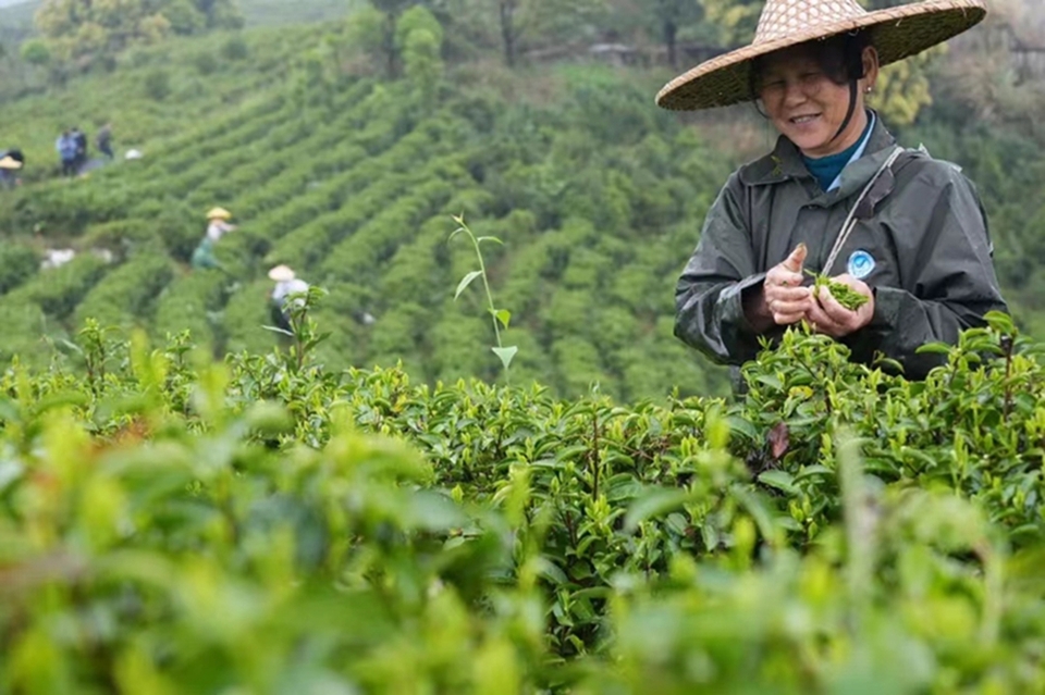 “劉三姐”春茶採摘忙