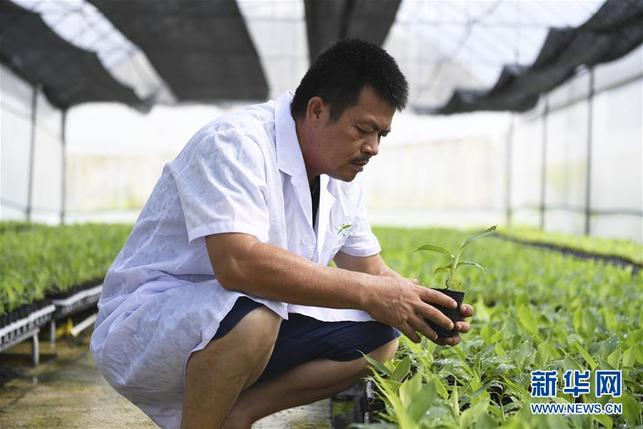 廣西興業打造香蕉、粉蕉無枯萎病健康二級種苗繁育基地