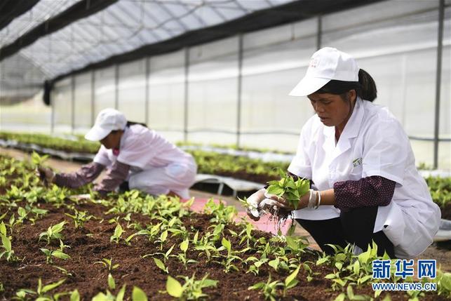 廣西興業打造香蕉、粉蕉無枯萎病健康二級種苗繁育基地