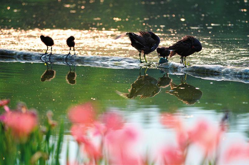 廣西南寧：4月草長鶯飛 南湖公園真熱鬧