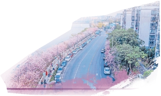 紫荊花開別樣紅——柳州城市“賞花經濟”觀察