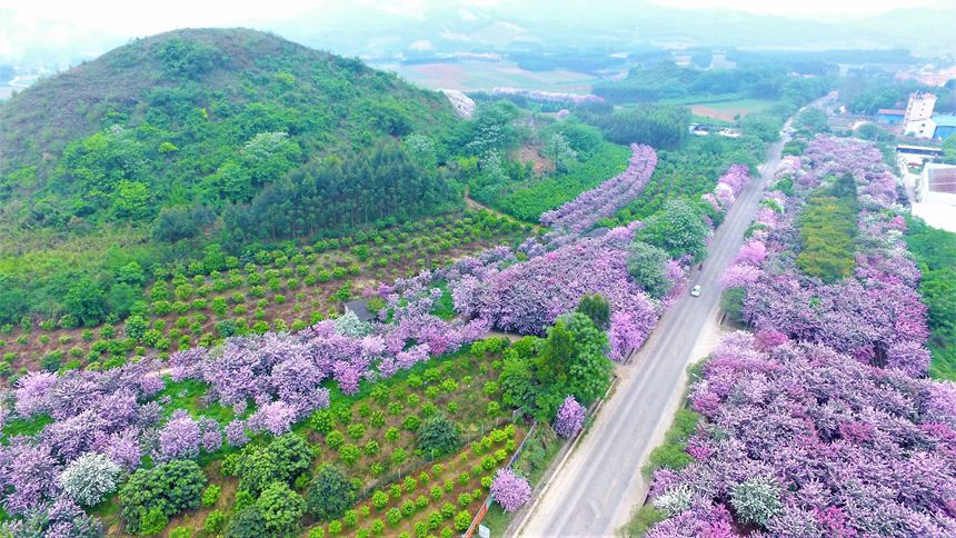 廣西“壯美公路”美如畫