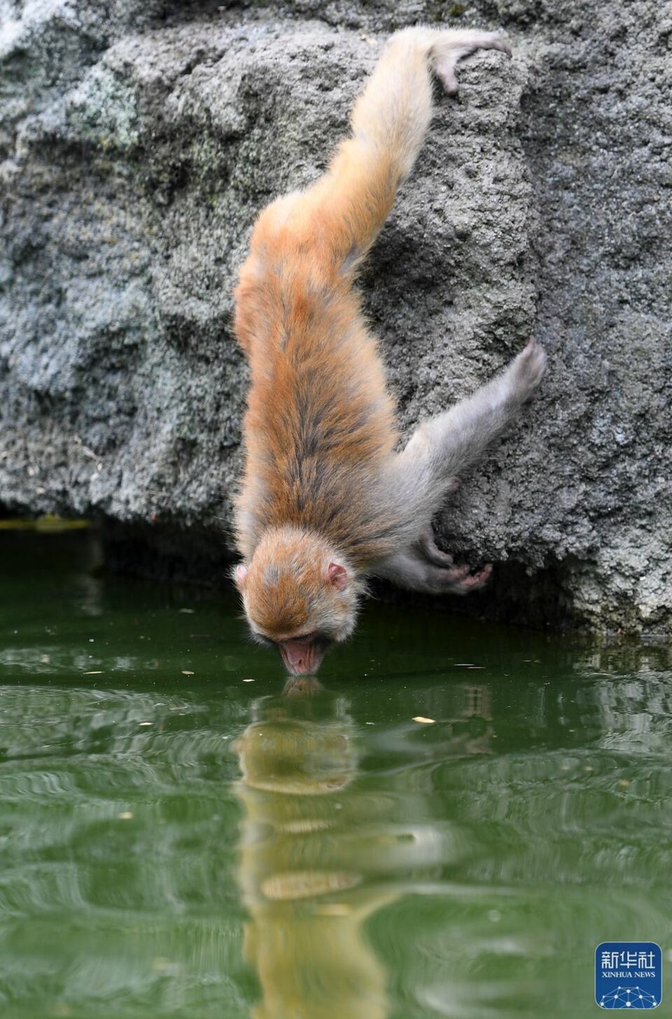 廣西鳳山：青山猴趣助振興