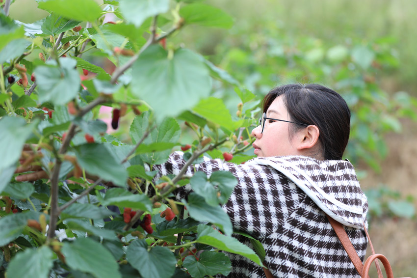 廣西恭城：又是一年桑葚採摘季