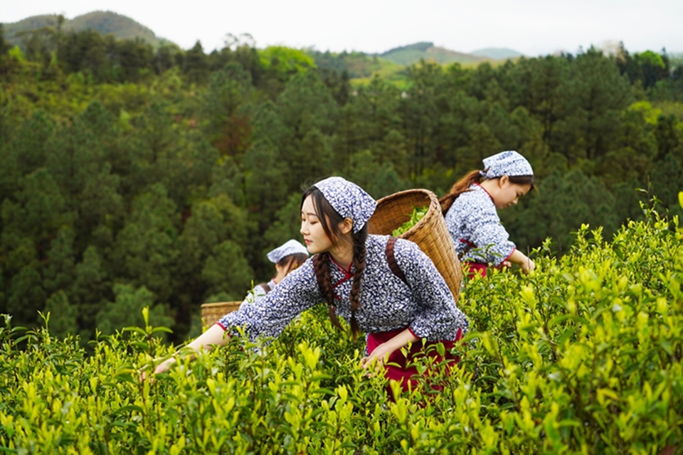 “劉三姐”春茶採摘忙