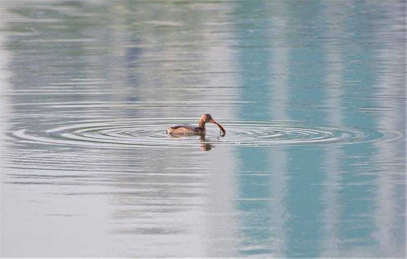 廣西南寧：4月草長鶯飛 南湖公園真熱鬧