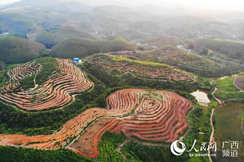 廣西上思：萬畝油茶助力增收脫貧