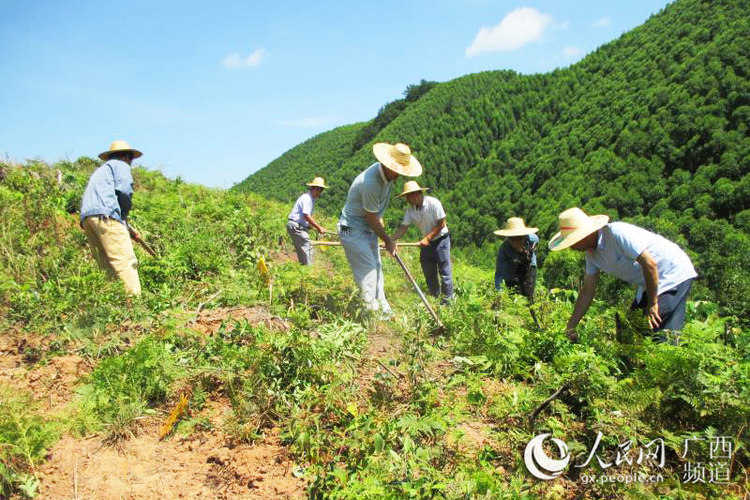 廣西上思：萬畝油茶助力增收脫貧