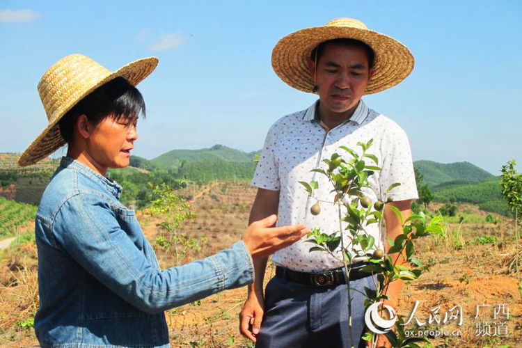 廣西上思：萬畝油茶助力增收脫貧