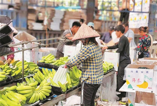 北海：水果基地的豐收季節