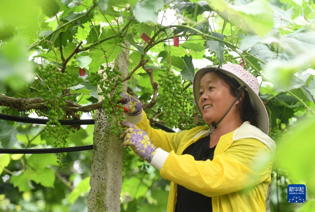 廣西東蘭：種養産業助振興