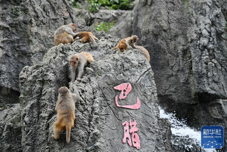 廣西鳳山：青山猴趣助振興