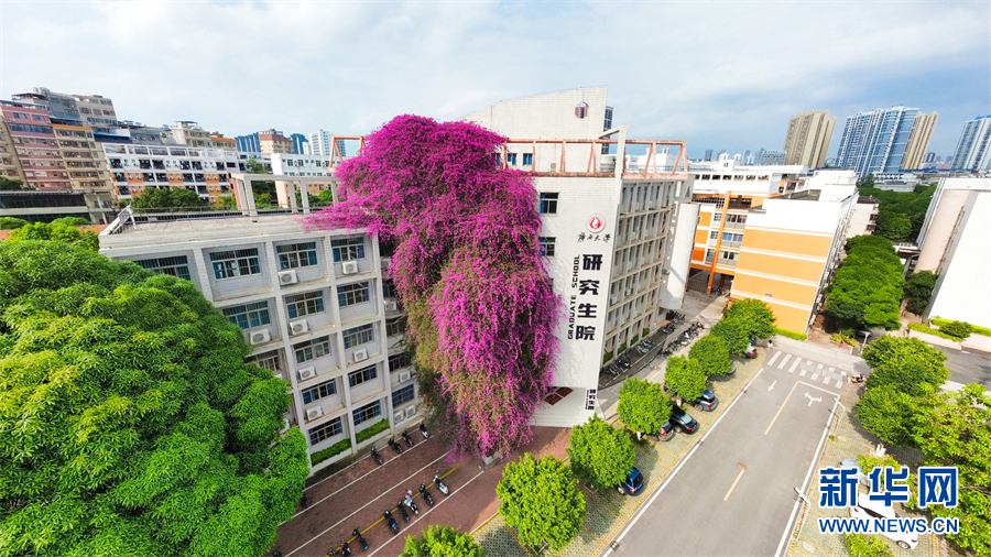 “飛流直下”三十米 這樣的“鮮花瀑布”你見過嗎？