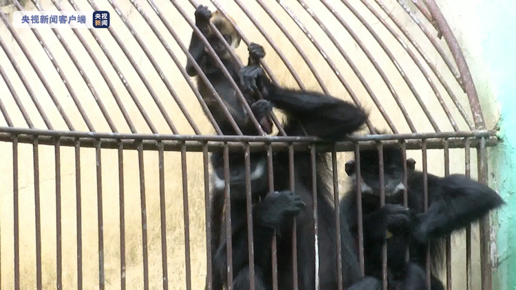 世界瀕危靈長類動物！廣西梧州人工圈養黑葉猴迎來今年第4隻猴寶寶