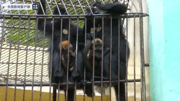 世界瀕危靈長類動物！廣西梧州人工圈養黑葉猴迎來今年第4隻猴寶寶