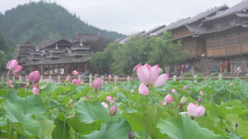 廣西三江：夏日侗鄉荷塘美