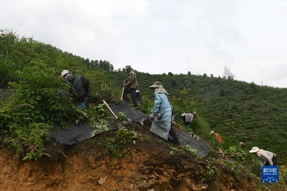 廣西昭平：初夏茶園管護忙